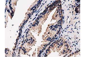 Image no. 6 for anti-Striatin Interacting Protein 1 (STRIP1) antibody (ABIN1498204) (STRIP1 anticorps)