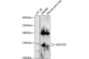 Western blot analysis of extracts of various cell lines, using GUCY2C antibody (ABIN6130435, ABIN6141537, ABIN6141538 and ABIN6214857) at 1:1000 dilution. (GUCY2C anticorps  (AA 24-330))