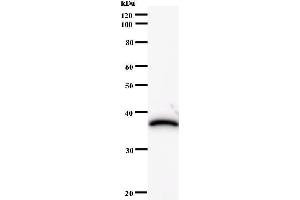Western Blotting (WB) image for anti-HIRA Interacting Protein 3 (HIRIP3) antibody (ABIN931125) (HIRIP3 anticorps)