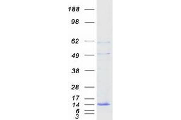 ATP6V0E1 Protein (Myc-DYKDDDDK Tag)