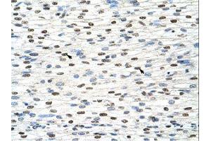 Image no. 1 for anti-Nuclear RNA Export Factor 3 (NXF3) (AA 435-484) antibody (ABIN203198) (NXF3 anticorps  (AA 435-484))