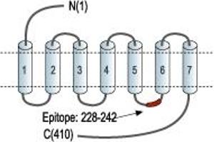 anti-Cannabinoid Receptor 2 (CNR2) (3rd Intracellular Loop), (AA 228-242) antibody