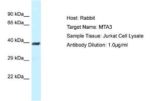 Host: Rabbit Target Name: MTA3 Sample Type: Jurkat Whole Cell lysates Antibody Dilution: 1. (MTA3 anticorps  (N-Term))
