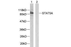 Western blot analysis of extracts from HeLa cells using STAT5A (Ab-780) antibody (E021049). (STAT5A anticorps)