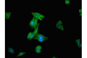 Immunofluorescent analysis of HepG2 cells using ABIN7168837 at dilution of 1:100 and Alexa Fluor 488-congugated AffiniPure Goat Anti-Rabbit IgG(H+L)