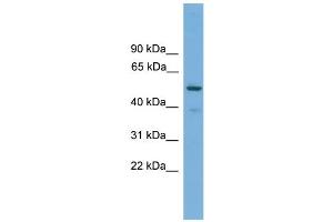 WB Suggested Anti-TRIM38 Antibody Titration: 0. (TRIM38 anticorps  (Middle Region))