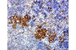 IHC testing of mouse spleen stained with CD63 antibody (NKI/C3). (CD63 anticorps)