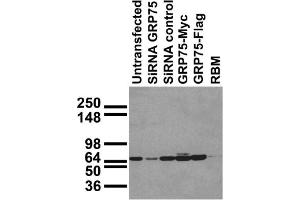 Immunoblot against HEK293 cells transfected as shown. (HSPA9 anticorps  (AA 551-766))