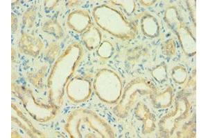 Immunohistochemistry of paraffin-embedded human kidney tissue using ABIN7146169 at dilution of 1:100 (C4BPB anticorps  (AA 18-252))