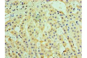 Immunohistochemistry of paraffin-embedded human adrenal gland tissue using ABIN7172247 at dilution of 1:100 (TRAF6 anticorps  (AA 1-522))
