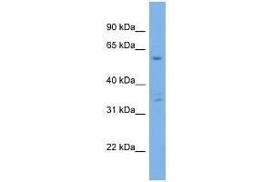 Ubiquilin 4 antibody used at 1 ug/ml to detect target protein. (UBQLN4 anticorps  (Middle Region))