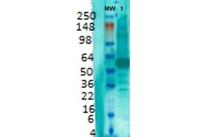 Western Blot analysis of Rat brain membrane lysate showing detection of VGLUT1 protein using Mouse Anti-VGLUT1 Monoclonal Antibody, Clone S28-9 (ABIN1027710). (SLC17A7 anticorps  (AA 493-560))