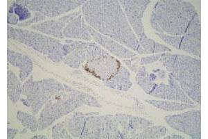 Immunohistochemistry (Formalin/PFA-fixed paraffin-embedded sections) of mouse pancreas with Zmat4 polyclonal antibody . (ZMAT4 anticorps)
