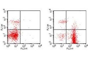 Flow Cytometry - Rat anti-MOUSE CD19 PE Cell Surface Flow Cytometry of Rat anti-MOUSE CD19 antibody Phycoerythrin conjugated.