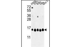 Western blot analysis of HIST1H2AH Antibody (N-term) (ABIN652767 and ABIN2842504) in , , K562, Hela, MCF-7 cell line lysates (35 μg/lane). (HIST1H2AH anticorps  (N-Term))