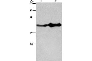 Western Blot analysis of Mouse liver and brain tissue using GLUL Polyclonal Antibody at dilution of 1:600 (GLUL anticorps)