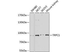 Western blot analysis of extracts of various cell lines, using TRPC1 antibody (ABIN6133942, ABIN6149568, ABIN6149571 and ABIN6216183) at 1:1000 dilution. (TRPC1 anticorps  (AA 400-500))