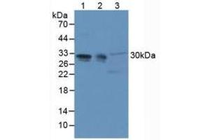 Figure. (PHAP1 anticorps  (AA 2-175))