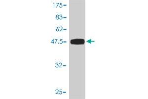 Western Blot detection against Immunogen (47.