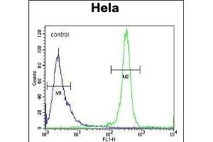 DEN5A Antibody (Center) (ABIN654470 and ABIN2844204) flow cytometric analysis of Hela cells (right histogram) compared to a negative control cell (left histogram). (DENND5A anticorps  (AA 695-724))