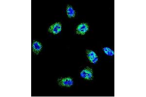 Confocal immunofluorescent analysis of FLNA Antibody  (ABIN392193 and ABIN2841898) with Hela cell followed by Alexa Fluor 488-conjugated goat anti-rabbit lgG (green). (Filamin A anticorps  (AA 1025-1054))