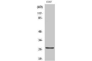 Western Blotting (WB) image for anti-Matrix Metallopeptidase 7 (Matrilysin, Uterine) (MMP7) (C-Term) antibody (ABIN3185476) (MMP7 anticorps  (C-Term))