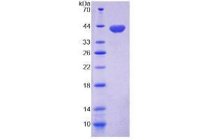 SDS-PAGE (SDS) image for Mannosyl-Oligosaccharide Glucosidase (MOGS) (AA 512-834) protein (His tag) (ABIN4989760) (GCS1 Protein (AA 512-834) (His tag))