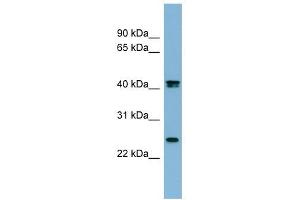 FETUB antibody used at 1 ug/ml to detect target protein.