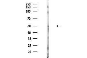 Western blot analysis of lysates from Hela cells(heat-shock,45 min treatment), using Semaphorin 3B Antibody at 1/1000 dilution.