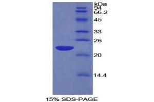 SDS-PAGE analysis of Rat LEDGF Protein. (PSIP1 Protéine)
