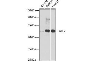 Western blot analysis of extracts of various cell lines, using  antibody  at 1:1000 dilution. (AFT7 anticorps  (AA 1-117))