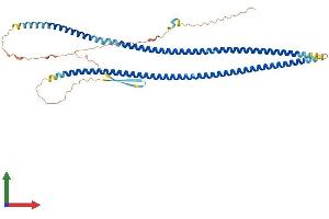 AlphaFold protein structure predicition of Mouse Recombinant Prph Protein, UniprotID P15331