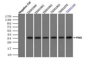 Image no. 2 for anti-Proto-Oncogene Pim-2 (Serine Threonine Kinase) (PIM2) antibody (ABIN1500220) (PIM2 anticorps)