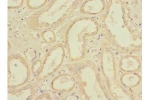 Immunohistochemistry of paraffin-embedded human kidney tissue using ABIN7167443 at dilution of 1:100 (REEP3 anticorps  (AA 80-255))