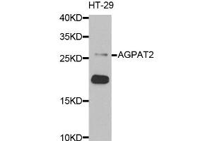 Western blot analysis of extracts of HT-29 cells, using AGPAT2 antibody (ABIN5973903) at 1/1000 dilution. (AGPAT2 anticorps)