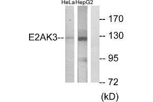 Western blot analysis of extracts from HeLa cells and HepG2 cells, using E2AK3 antibody. (PERK anticorps  (N-Term))