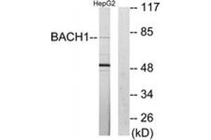 Western blot analysis of extracts from HepG2 cells, using BACH1 Antibody.