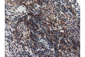 Image no. 1 for anti-N-Acyl Phosphatidylethanolamine phospholipase D (NAPEPLD) antibody (ABIN1499643)