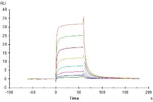 Rituximab captured on CM5 Chip via Protein A can bind Cynomolgus Fc gamma RIII, His Tag with an affinity constant of 0.