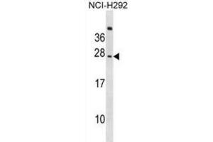 Western Blotting (WB) image for anti-CD300c (CD300C) antibody (ABIN2999034) (CD300c anticorps)