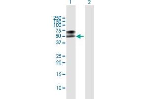Western Blot analysis of LGMN expression in transfected 293T cell line by LGMN MaxPab polyclonal antibody.