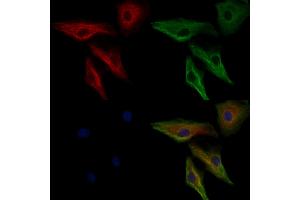ABIN6264127 and ABIN6276381 staining  cells by IF/ICC. (PEBP1 anticorps  (C-Term))