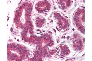 Anti-EGLN2 / PHD1 antibody IHC of human breast. (PHD1 anticorps  (AA 58-107))