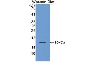 Detection of Recombinant CGRP, Rat using Polyclonal Antibody to Calcitonin Gene Related Peptide (CGRP) (CGRP anticorps  (AA 1-134))