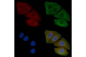 ABIN6262072 and ABIN6266555 staining Hela cells(45 min of heat-shock) by IF/ICC. (Granzyme B/H (N-Term) anticorps)