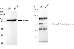 Western blotting analysis using Glucose 6 phosphate isomerase antibody (ABIN7798734). (Recombinant GPI anticorps)