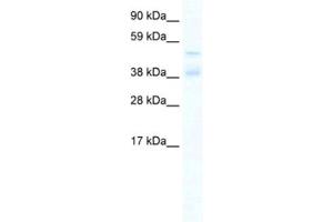 Western Blotting (WB) image for anti-Zinc Finger Protein 17 (ZNF17) antibody (ABIN2461332)