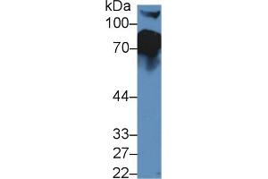 Western blot analysis of Mouse Serum, using Mouse CFH Antibody (5 µg/ml) and HRP-conjugated Goat Anti-Rabbit antibody ( (Complement Factor H anticorps  (AA 915-1156))