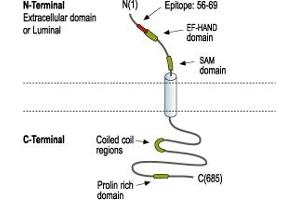 anti-Stromal Interaction Molecule 1 (STIM1) (AA 56-69), (Extracellular), (Lumenal Loop), (N-Term) antibody