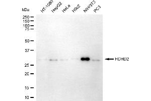 Western blotting analysis using HDHD2 antibody (ABIN7798834).